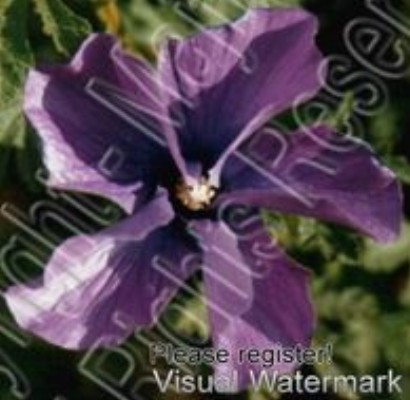 purple flower.jpg